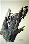 Ray Harm Signed Lithograph "Downy Woodpecker" 1969