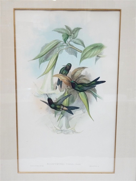 John Gould Hand Colored Engraving Heliotrypha Viola Hummingbirds