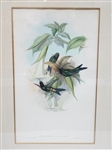 John Gould Hand Colored Engraving Heliotrypha Viola Hummingbirds