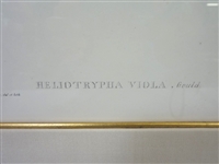 John Gould Hand Colored Engraving Heliotrypha Viola Hummingbirds