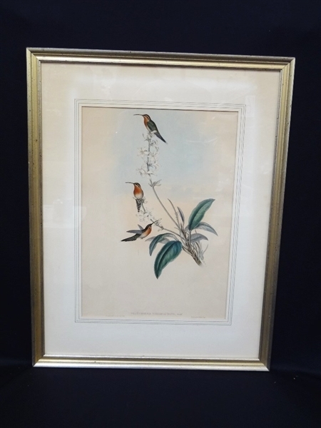 John Gould Ornithology Hummingbird Lithograph Matted and Framed