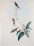 John Gould Ornithology Hummingbird Lithograph Matted and Framed