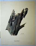Ray Harm Signed Lithograph Downy Woodpecker 1969