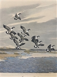 Pair of Roland Clark Duck Lithographs
