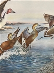 Pair of Duck Lithographs J.D. Knap, and Hal Singer