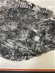 J.T. Lang Flounder Fish Lithograph