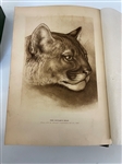 Ernest Thompson Seton Lives of Game Animals 6 Volumes Second Edition