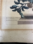 (4) Jean Monnoyer Baptiste (French 1636-1699) Hand Tinted Floral Engravings