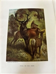(2) Volume Set Animate Creation Our Living World J.G. Wood 1898