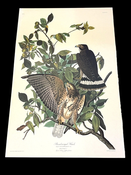 Audubon Print Plate XCI Broad Winged Hawk Male/Female