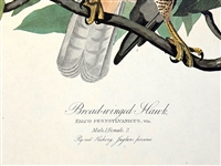Audubon Print Plate XCI Broad Winged Hawk Male/Female