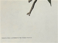 Audubon Print Plate XCI Broad Winged Hawk Male/Female