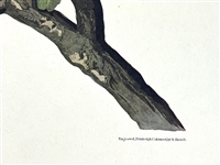 Audubon Print Plate XCI Broad Winged Hawk Male/Female