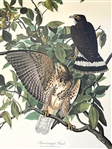 Audubon Print Plate XCI Broad Winged Hawk Male/Female