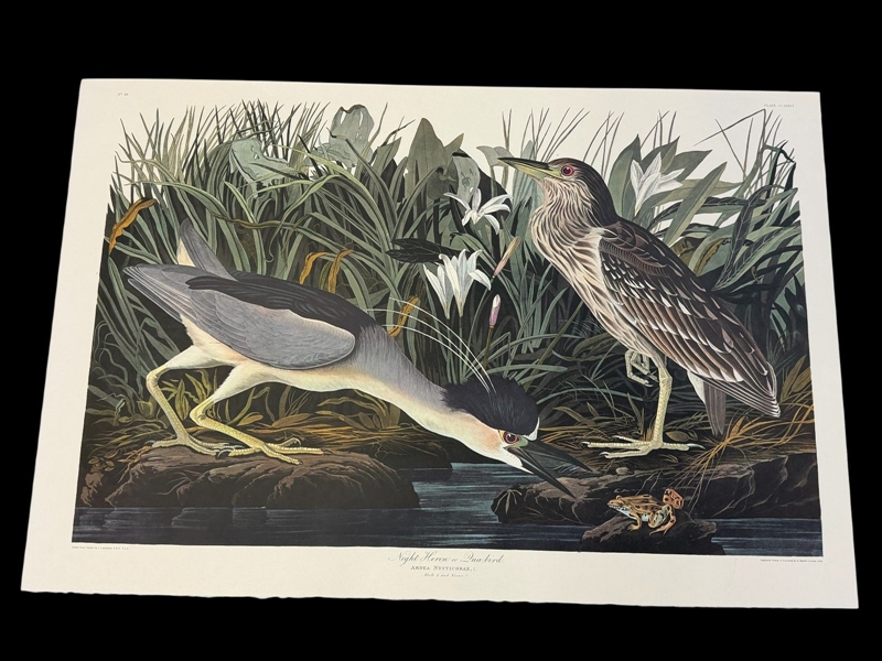 Audubon Print Plate CCXXXVI Night Heron