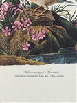 Pair Audubon Prints: Yellow Winged Sparrow, Snow Bird