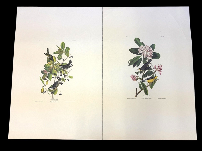 Pair Audubon Prints: Canada Warbler, Black Poll Warbler