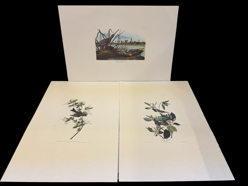 (3) Audubon Prints: Wood Pewee, Warbliing Flycatcher, American Snipe