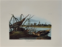 (3) Audubon Prints: Wood Pewee, Warbliing Flycatcher, American Snipe