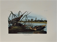 (3) Audubon Prints: Wood Pewee, Warbliing Flycatcher, American Snipe