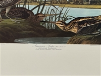 (3) Audubon Prints: Wood Pewee, Warbliing Flycatcher, American Snipe