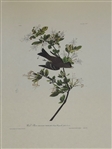 (3) Audubon Prints: Wood Pewee, Warbliing Flycatcher, American Snipe