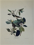 (3) Audubon Prints: Wood Pewee, Warbliing Flycatcher, American Snipe