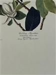 (3) Audubon Prints: Wood Pewee, Warbliing Flycatcher, American Snipe