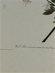(3) Audubon Prints: Wood Pewee, Warbliing Flycatcher, American Snipe