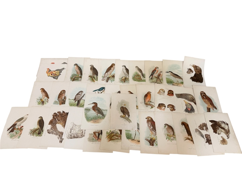 Group of 1878 Chromolithograph Pages of Birds