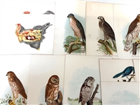 Group of 1878 Chromolithograph Pages of Birds