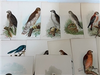 Group of 1878 Chromolithograph Pages of Birds
