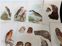 Group of 1878 Chromolithograph Pages of Birds