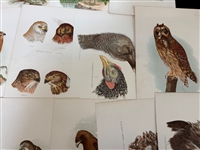 Group of 1878 Chromolithograph Pages of Birds