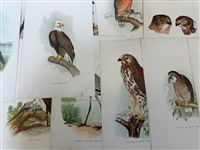 Group of 1878 Chromolithograph Pages of Birds