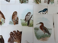 Group of 1878 Chromolithograph Pages of Birds