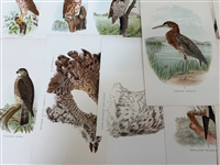 Group of 1878 Chromolithograph Pages of Birds