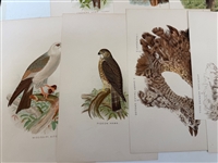 Group of 1878 Chromolithograph Pages of Birds
