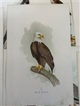Group of 1878 Chromolithograph Pages of Birds