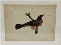 Hand Painted Robin Bird on Paper 