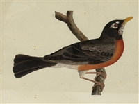 Hand Painted Robin Bird on Paper 