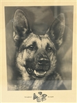 Strongheart German Shepherd 1924 Photograph, Pen and Ink Drawing Husky