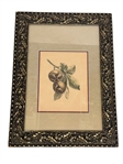 Hand Tinted Engraving Fruit: 