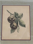 Hand Tinted Engraving Fruit: 