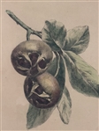Hand Tinted Engraving Fruit: 