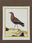 Hand Colored Engraving by Martinet From Buffons Histore Naturelle Des Diseaux