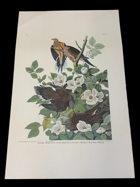 Audubon Print Plate XVII Carolina Turtle Dove