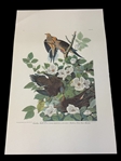 Audubon Print Plate XVII Carolina Turtle Dove
