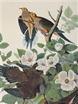 Audubon Print Plate XVII Carolina Turtle Dove