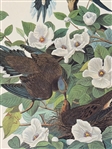 Audubon Print Plate XVII Carolina Turtle Dove